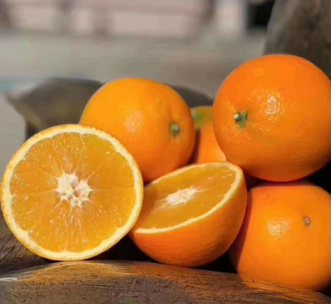1970年第一株贛南臍橙在信豐種下之后……